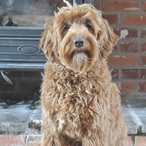 Stud Service - Lomond Hills Labradoodles | Australian Labradoodles