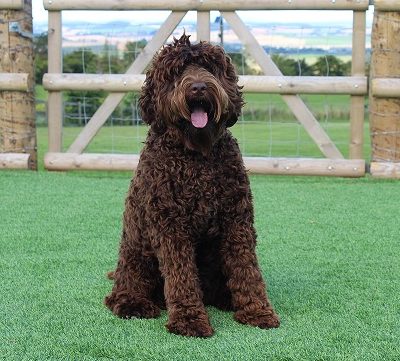 Lomond store hills labradoodle