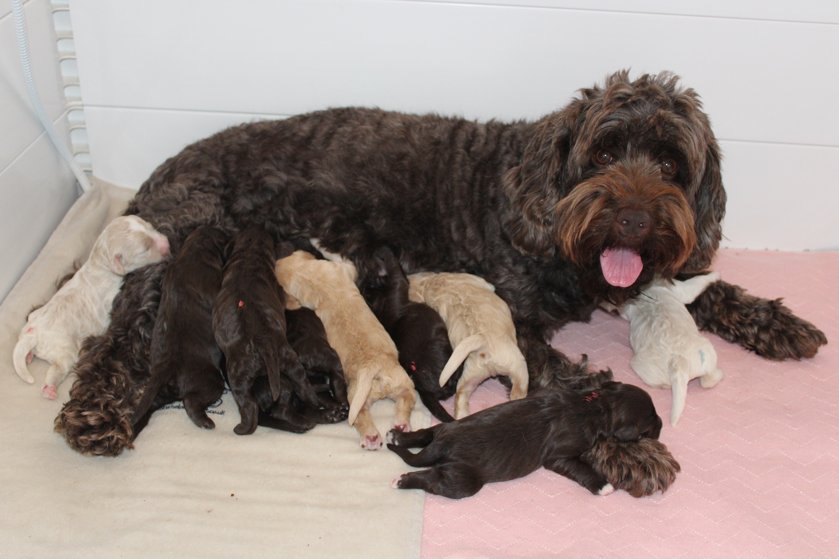 Available Puppies For Sale - Lomond Hills Labradoodles