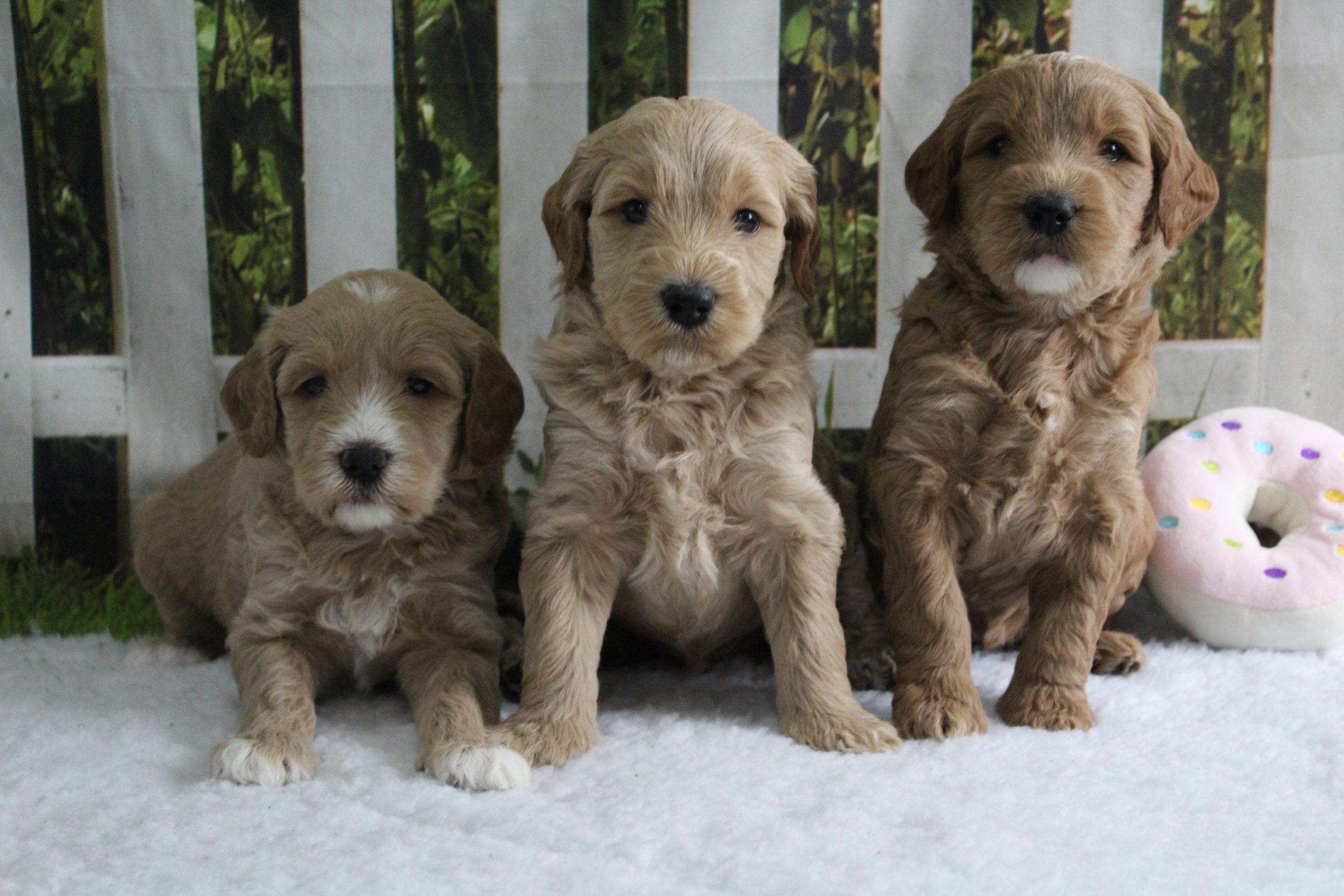 Available Puppies For Sale - Lomond Hills Labradoodles