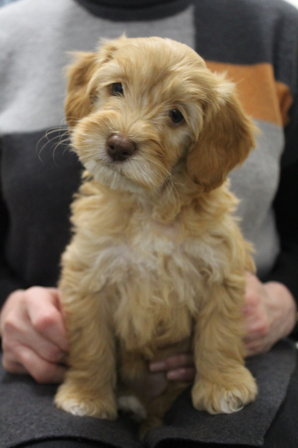 Caramel labradoodle puppies for hot sale sale